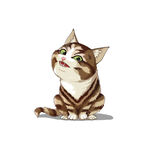 猫              