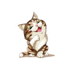 猫              