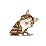 猫              
