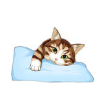 猫              