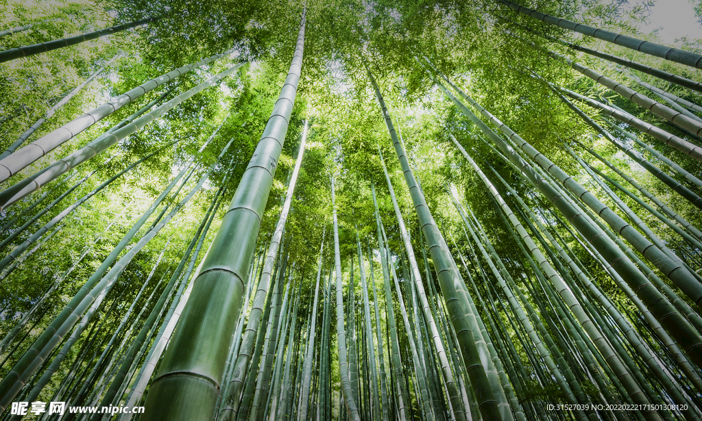 竹林仰拍