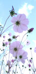 格桑花 