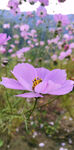 格桑花（野花）