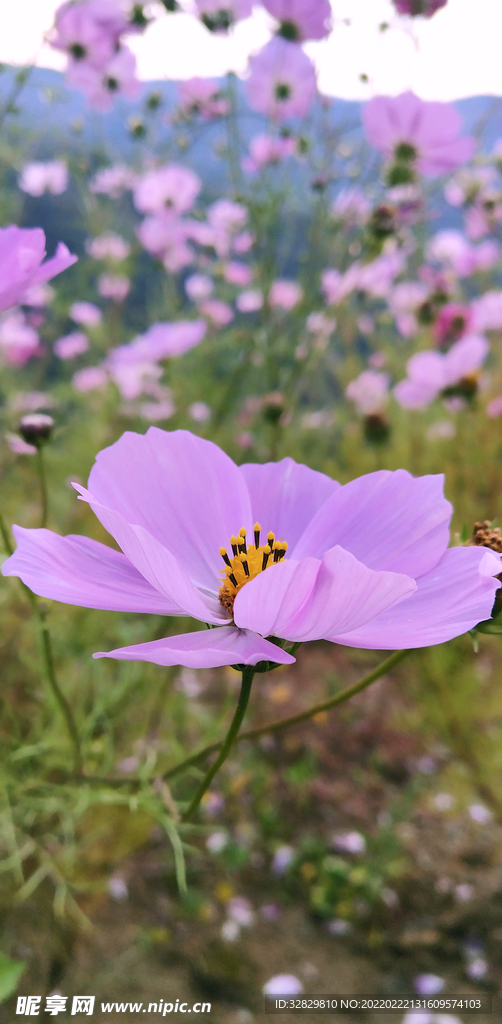 格桑花（野花）