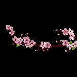 粉色的桃花手绘插画