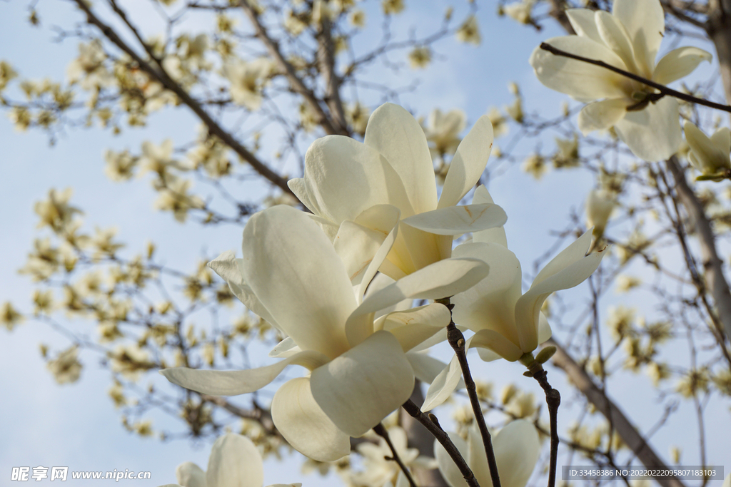 春天植物园特写白玉兰花