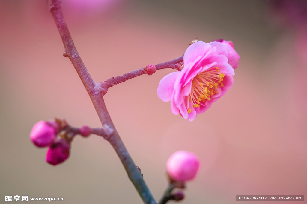 春天的花开榆叶梅