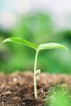 发芽白天种植芽苗户外