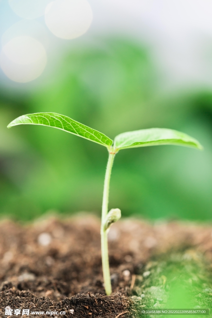 发芽白天种植芽苗户外