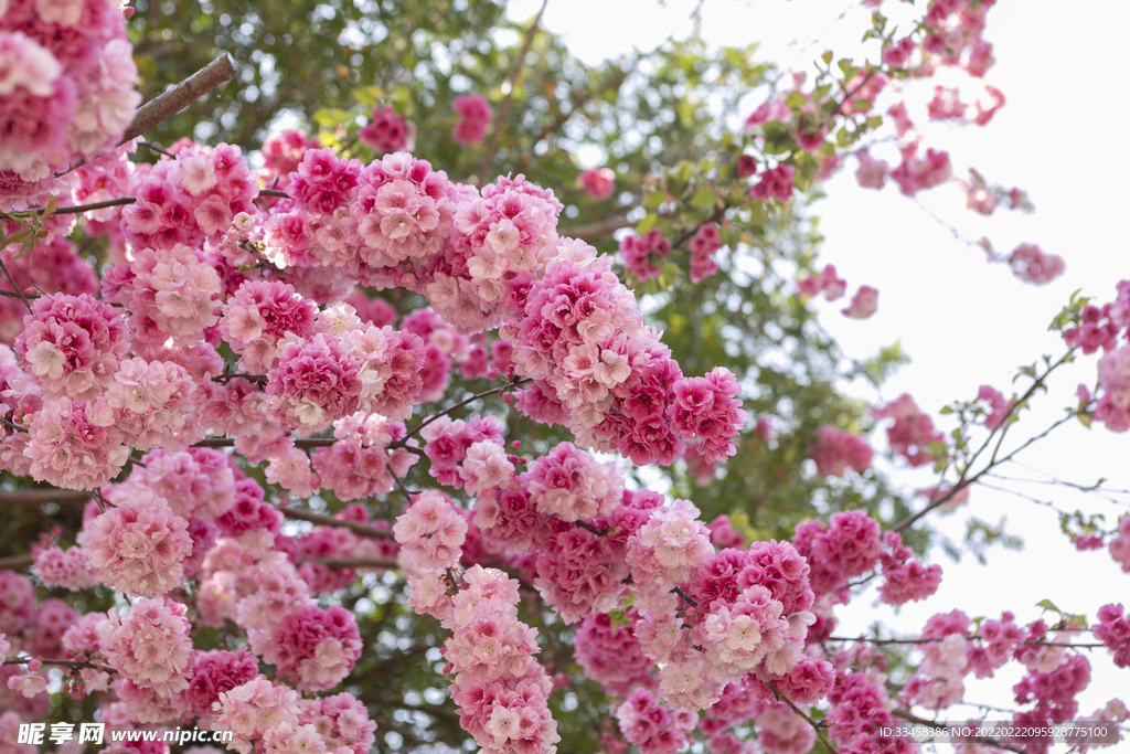 春天桃花朵朵繁花盛开