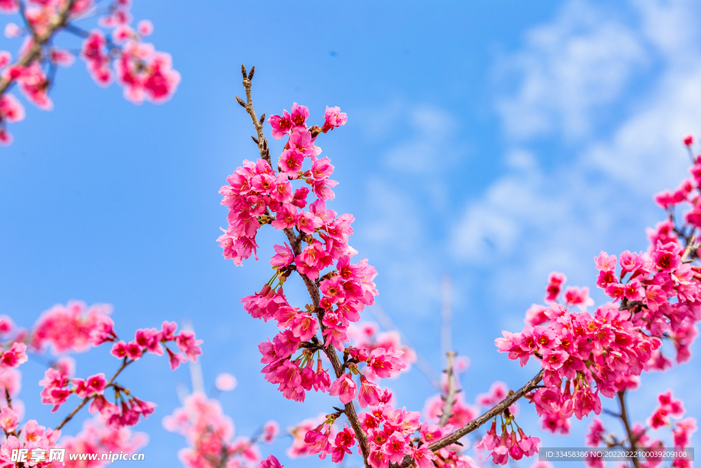 蓝天下的山樱花