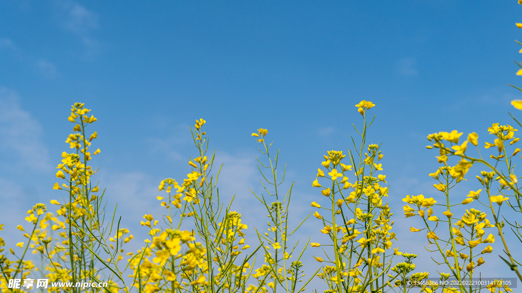 油菜花春分菜花公园