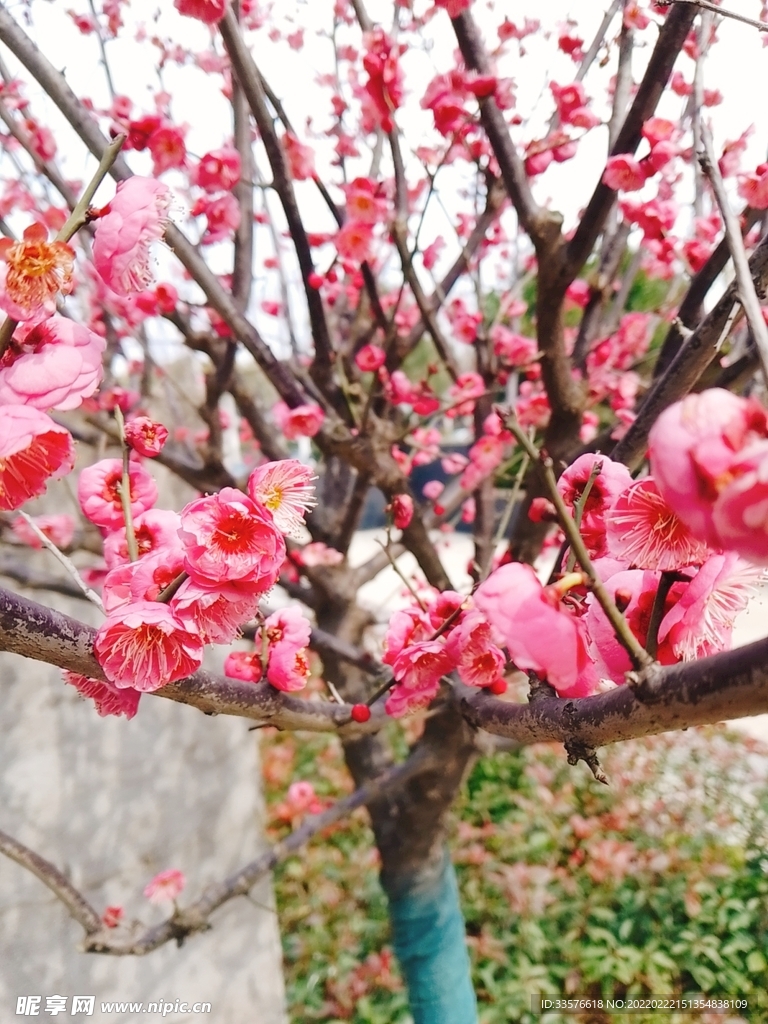 桃花