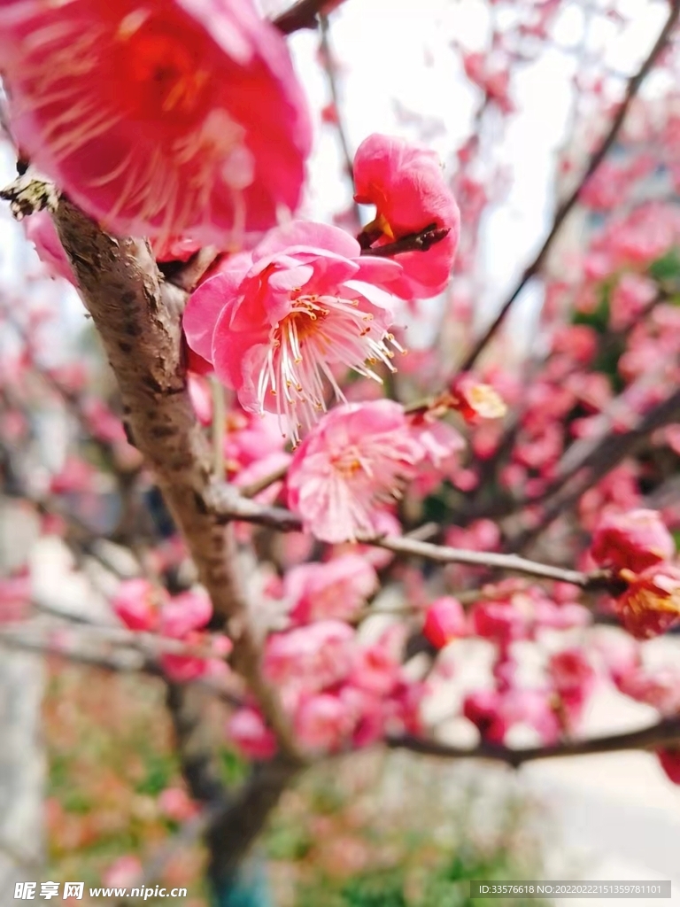 桃花
