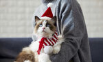 可爱布偶猫圣诞形象