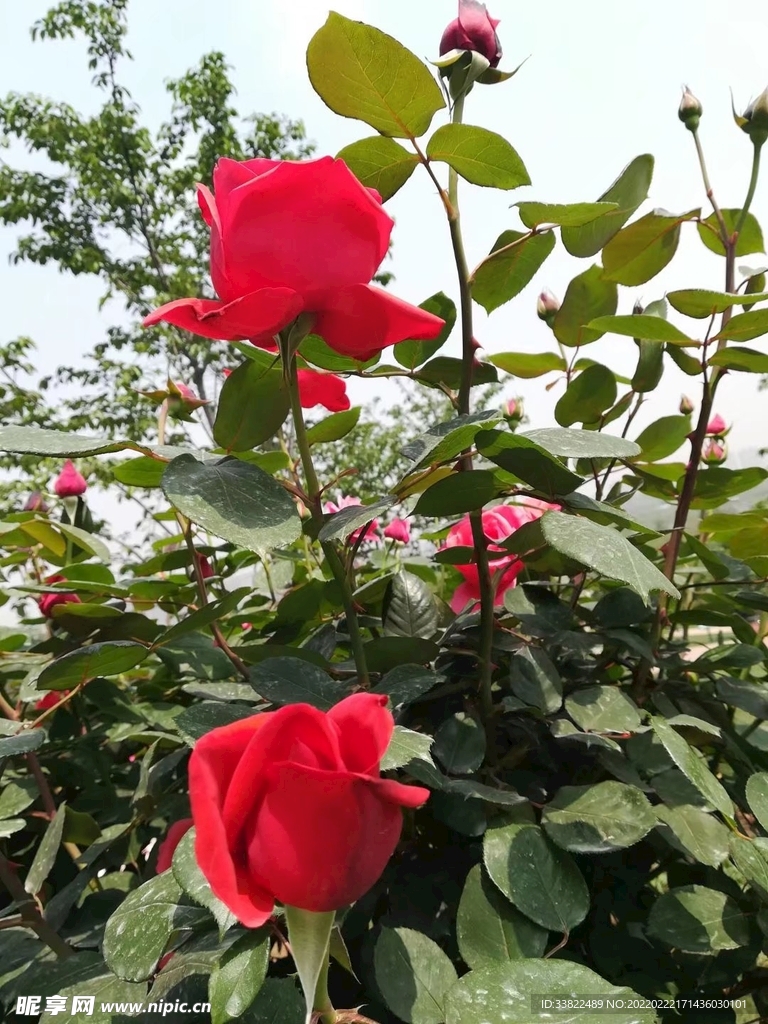 鲜花
