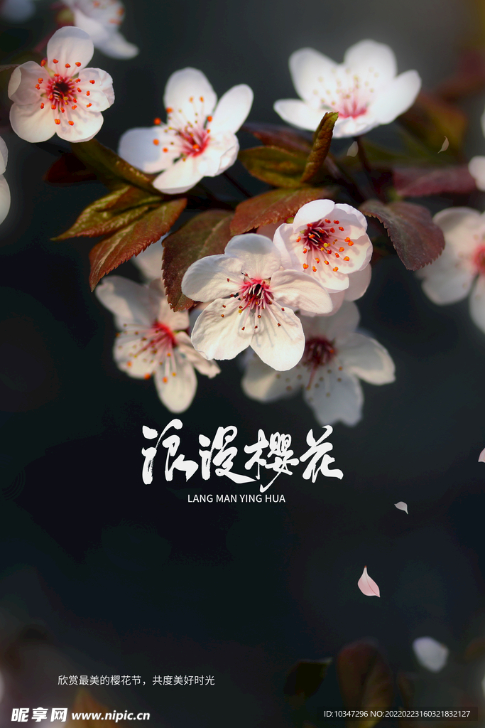 樱花节 