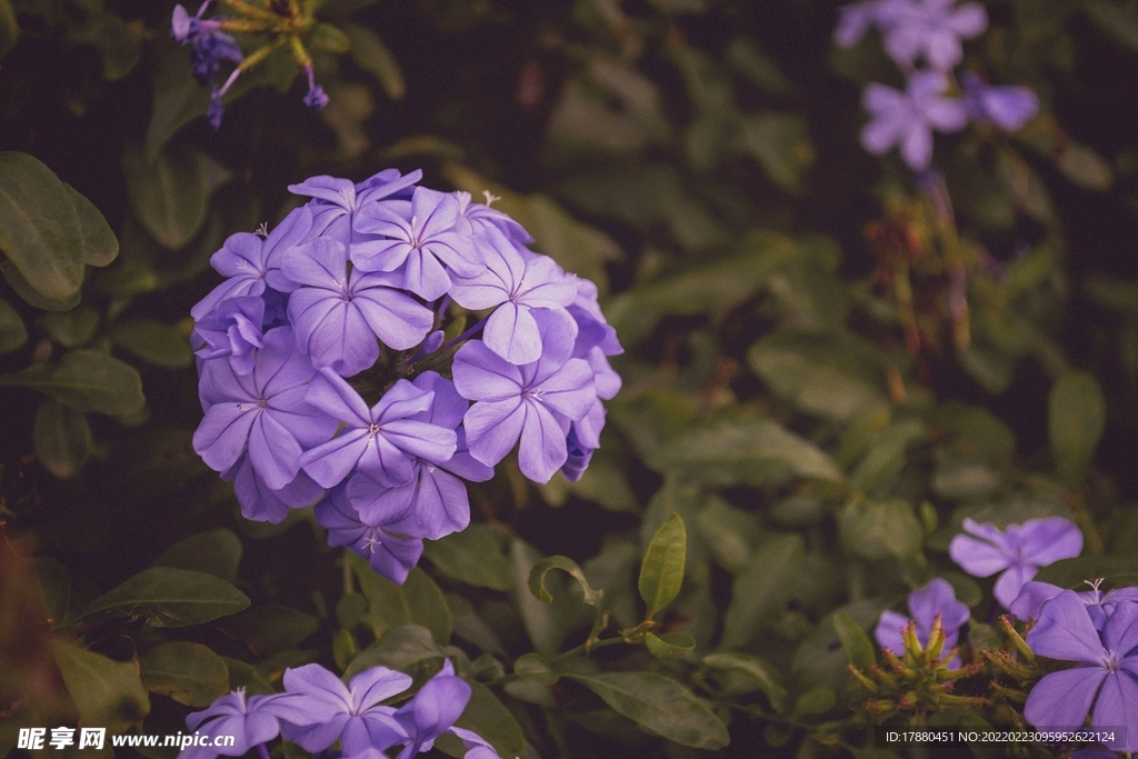花卉