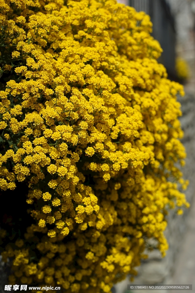 花卉
