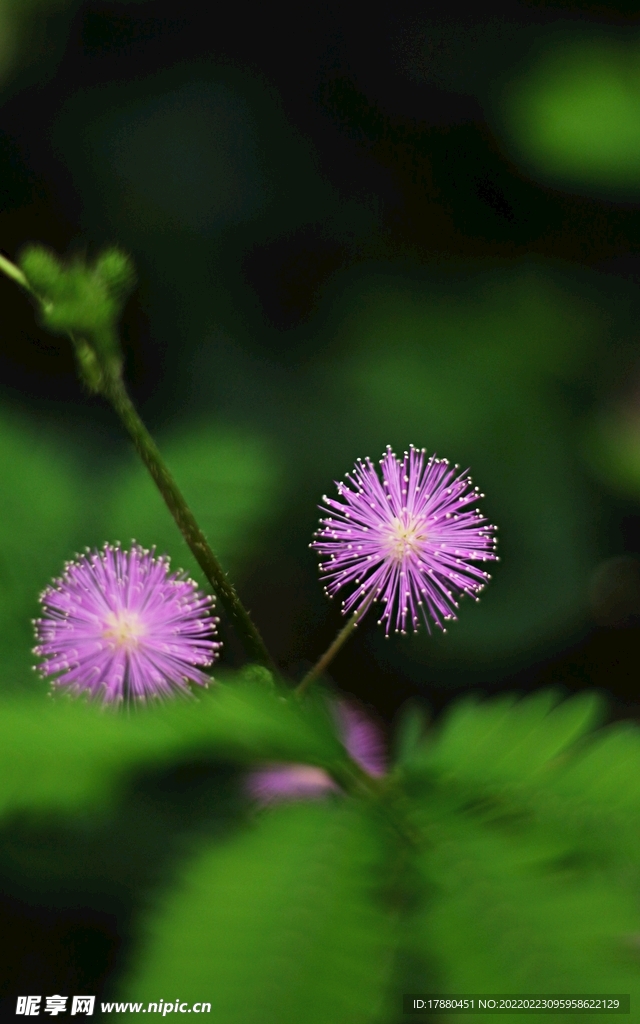 花卉