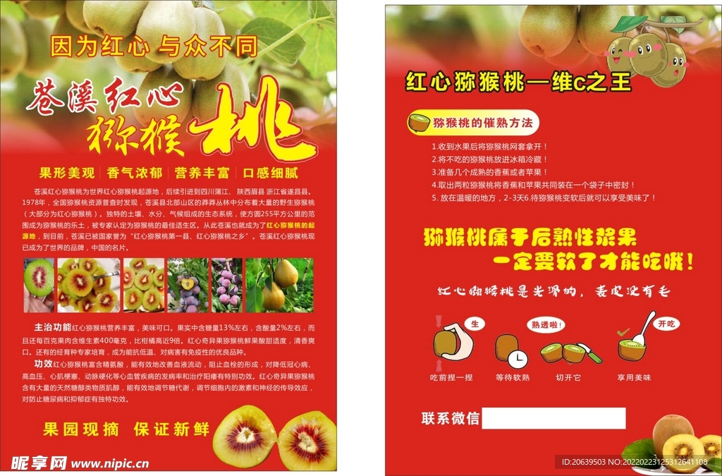弥胡桃传单
