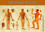 穴位挂图