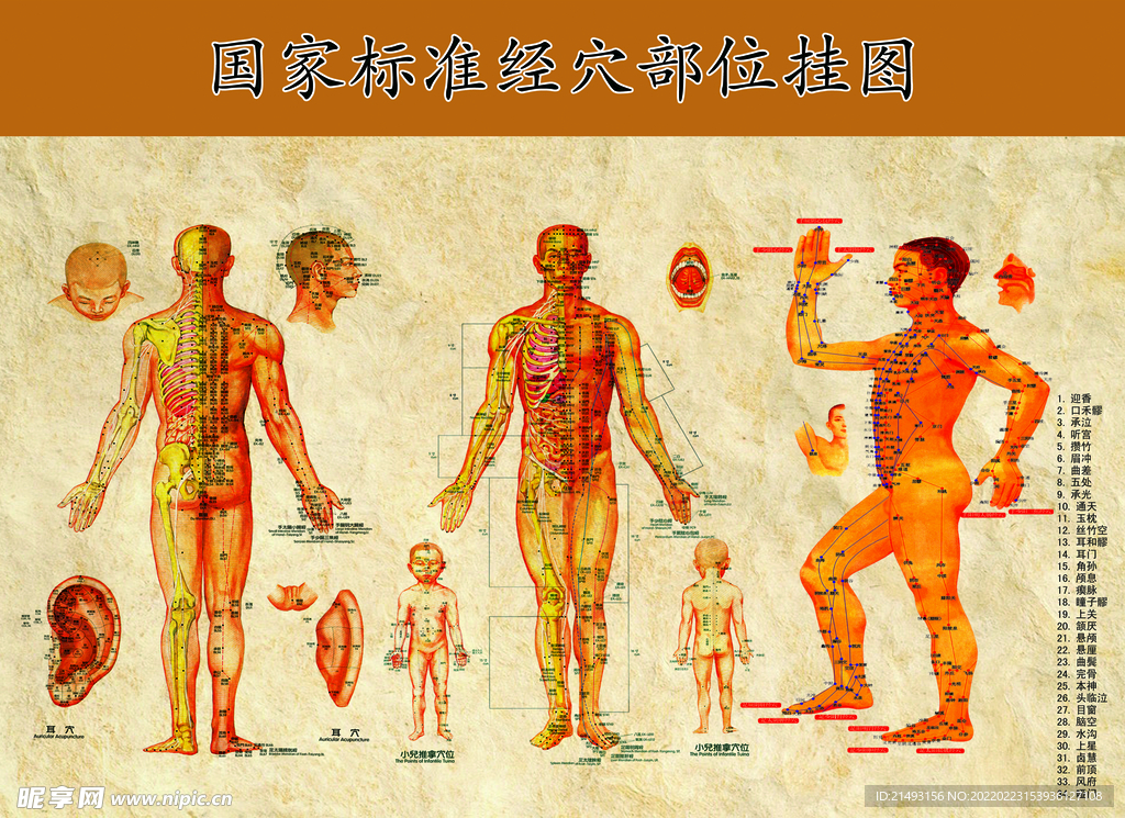 穴位挂图