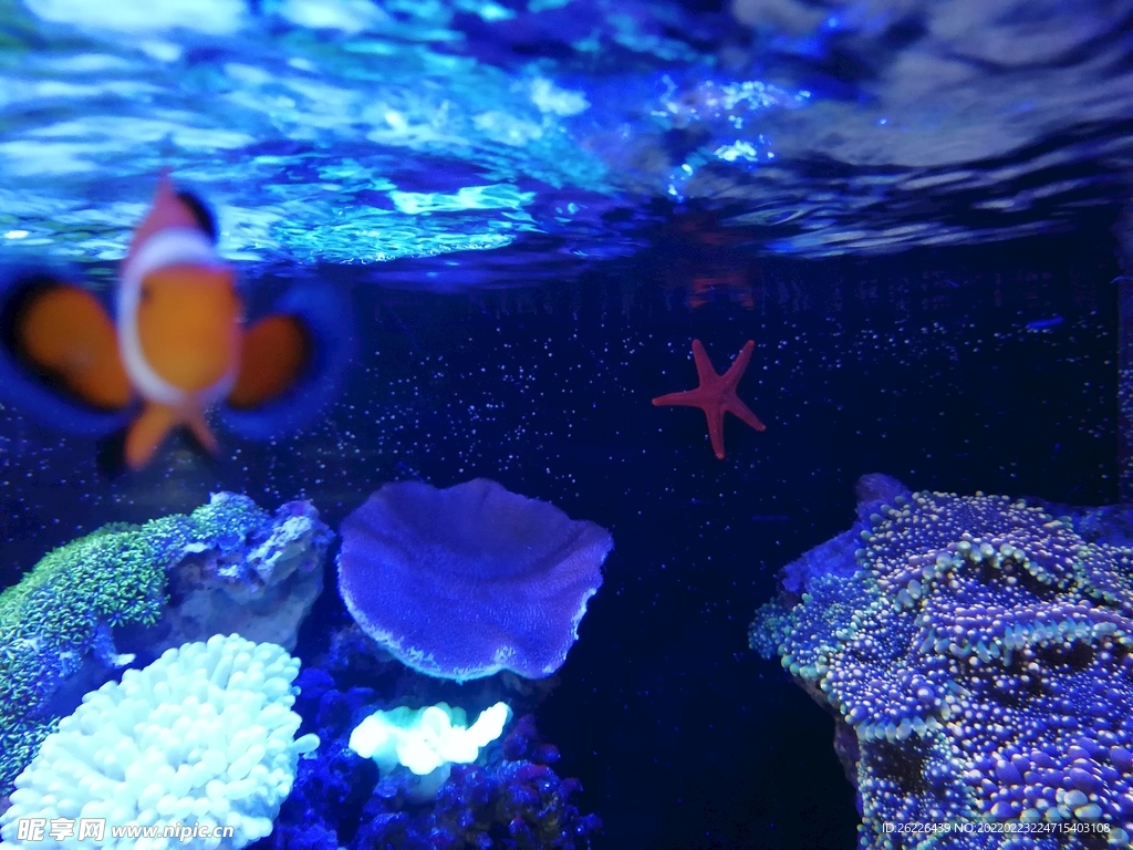 小丑鱼 海里 水族馆