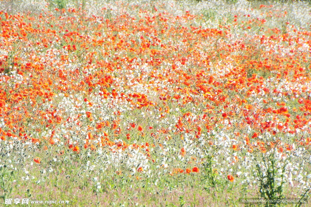 花朵花卉自然风景摄影图