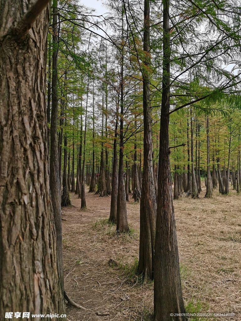 杉树