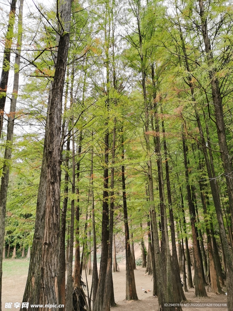 杉树