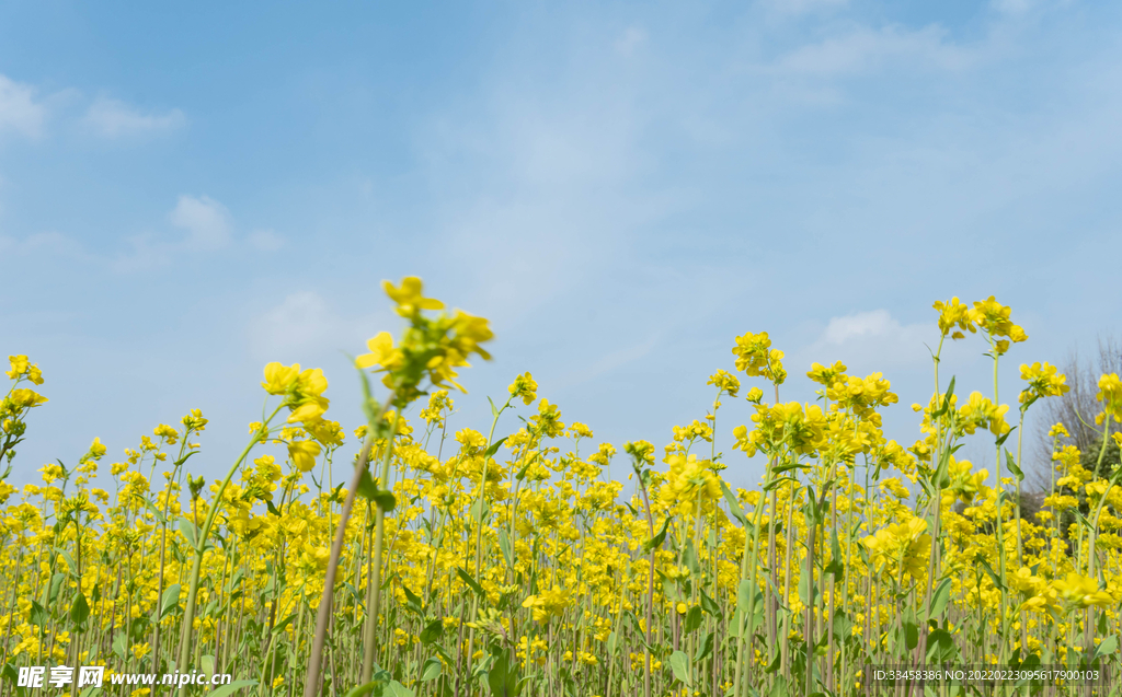 春天阳光油菜花油菜花田