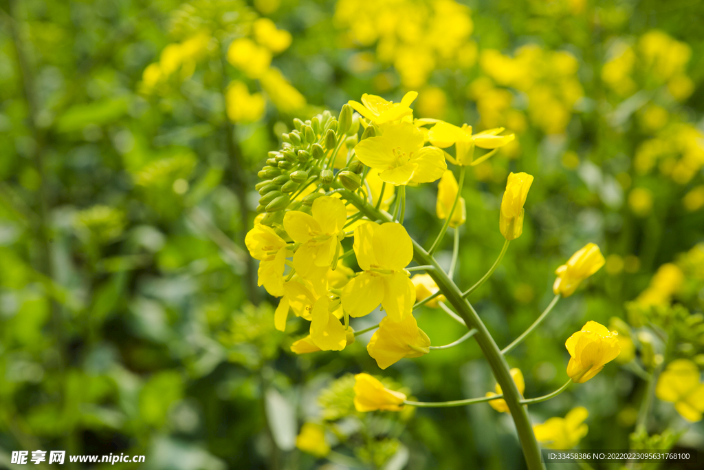 田野里黄灿灿油菜花