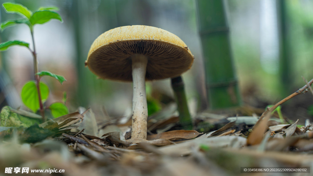 野生蘑菇发芽春天菌类乡野