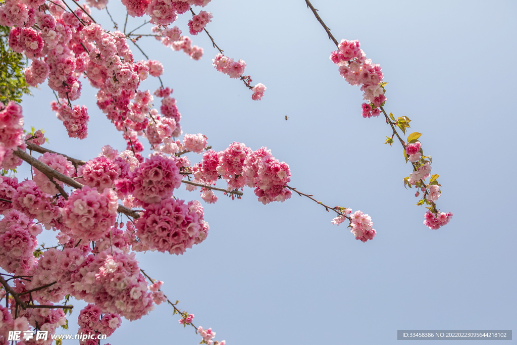 春天桃花朵朵繁花盛开