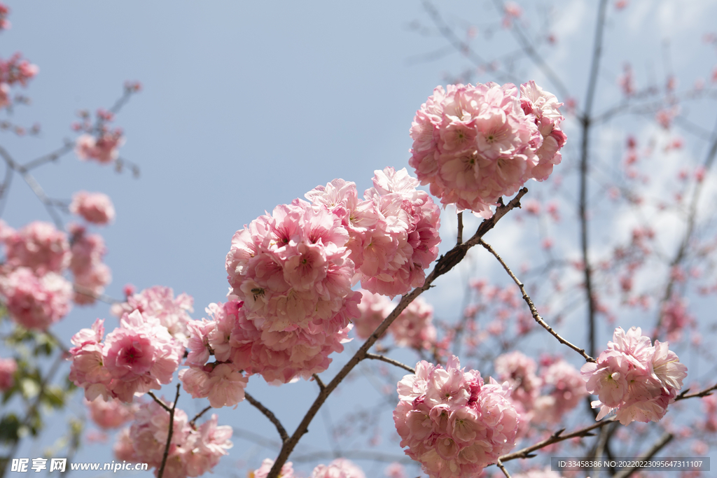 春天桃花繁花盛开