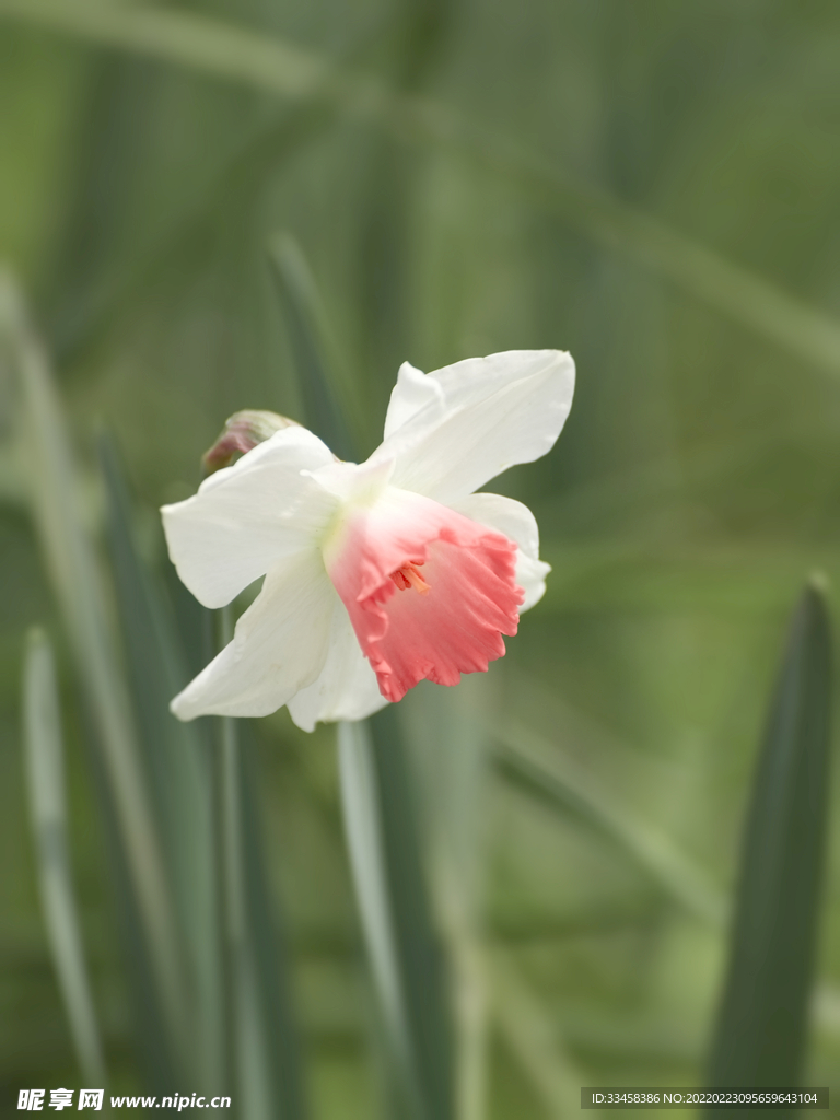 花春天白色水仙花公园水仙