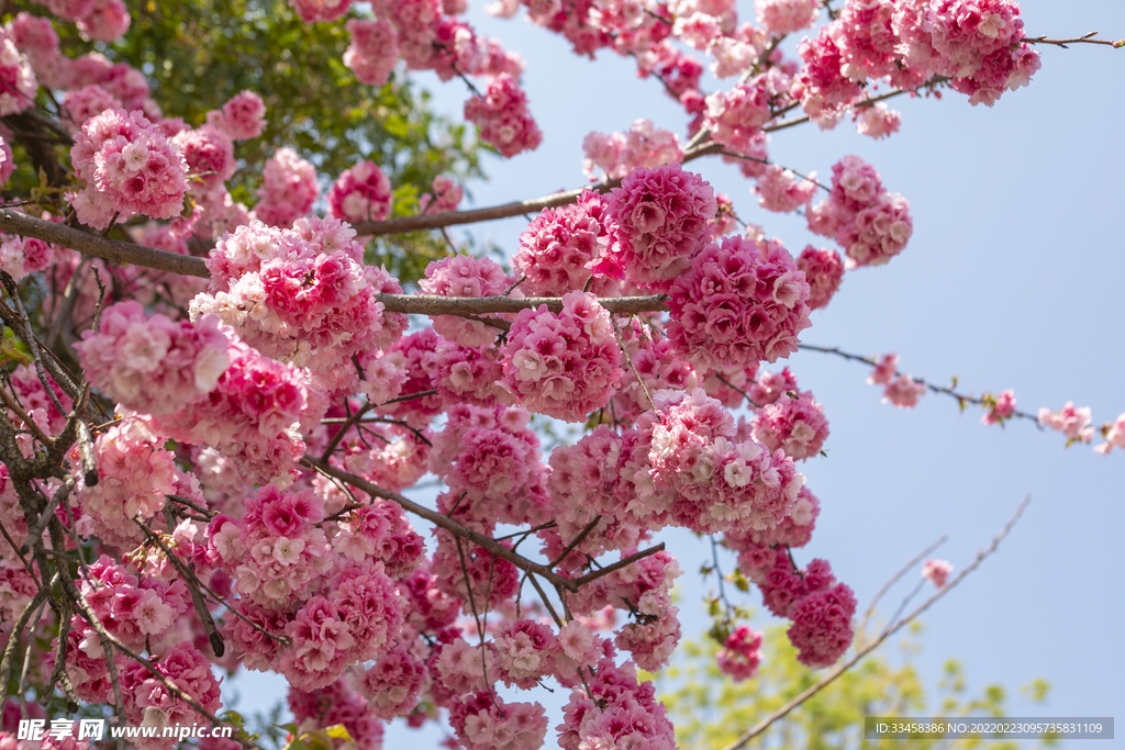 春天桃花朵朵繁花盛开