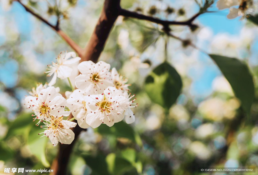 春季梨花花卉花枝赏花