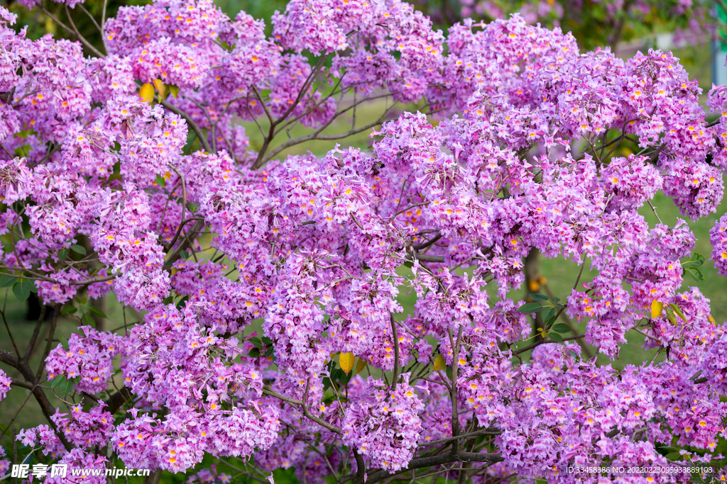 粉色浪漫满屏紫花风铃花