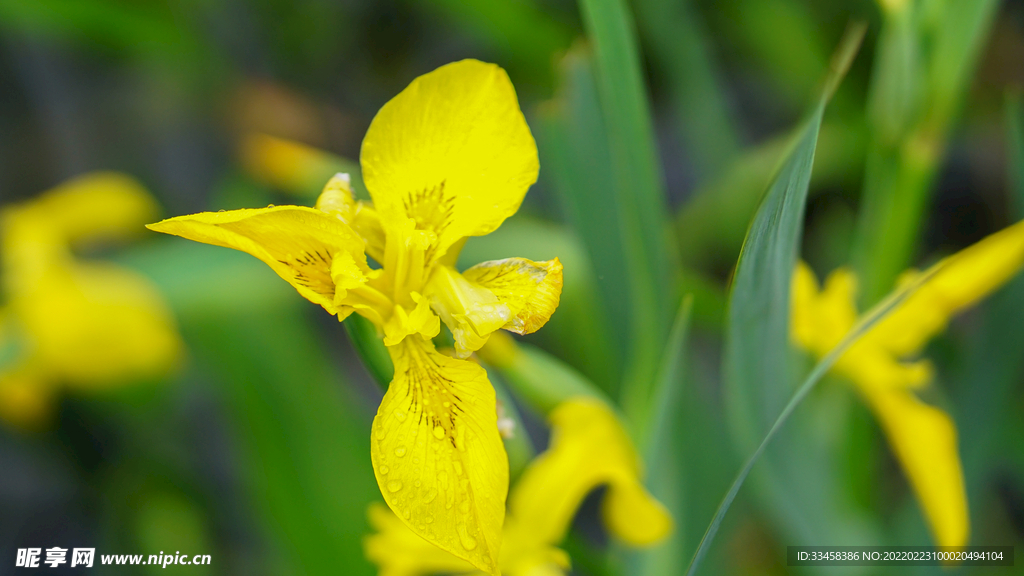 春雨过后的黄色花朵特写