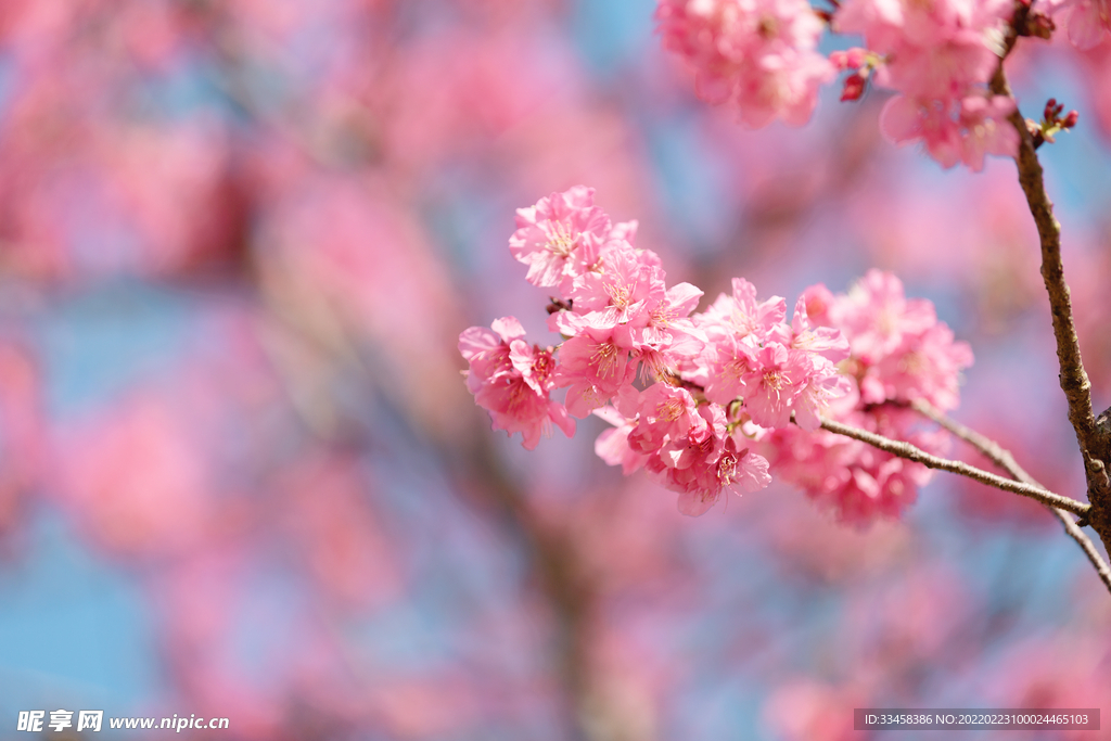 粉色浪漫樱花