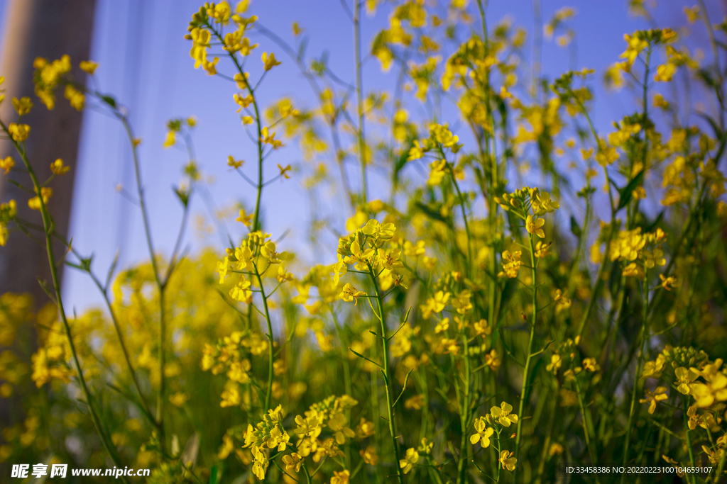 春天时刻油菜花开放