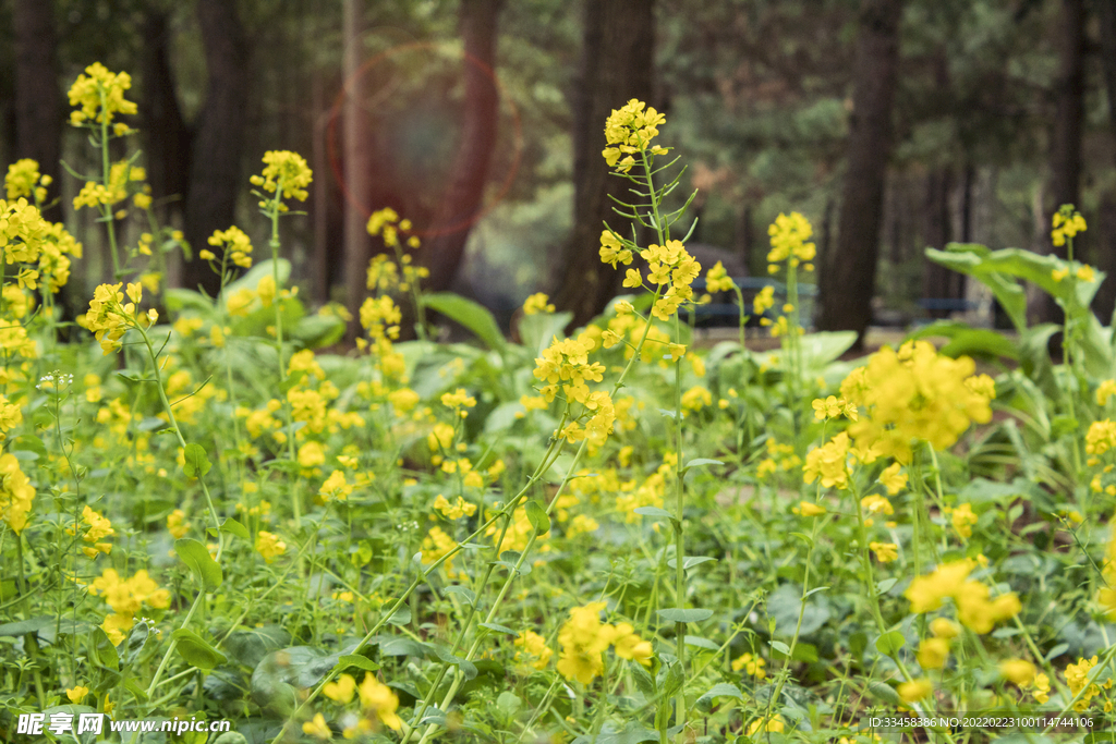 春天油菜花自然风景