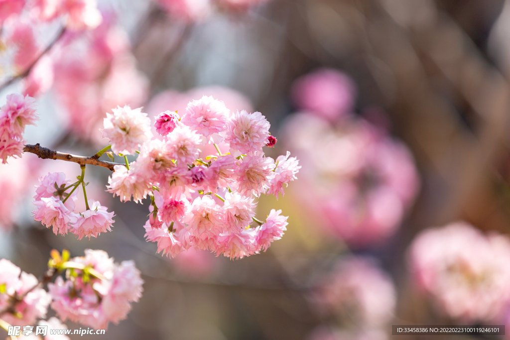 粉色樱花春天花朵公园