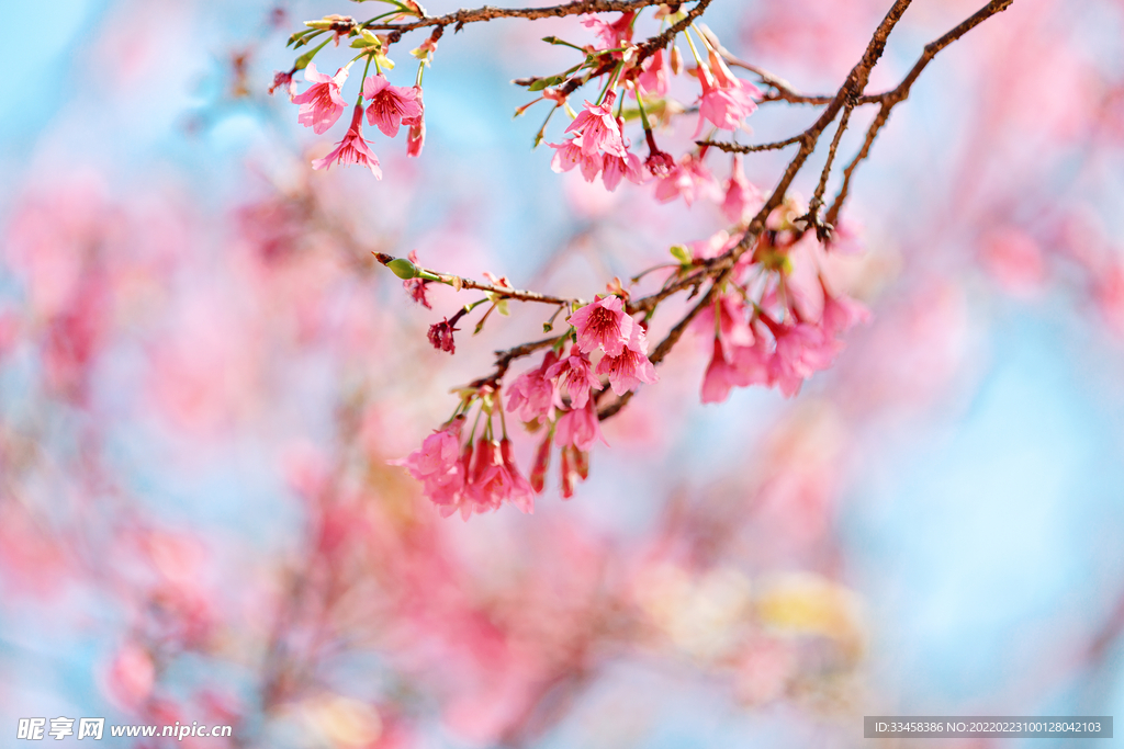 广州樱花春天花公园开花