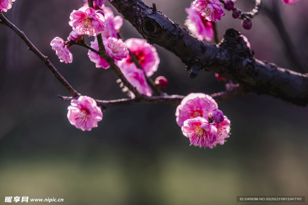 南京梅花山梅花