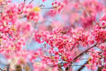 樱花春天粉色花公园