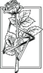 黑白花卉