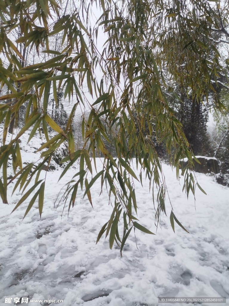 雪景